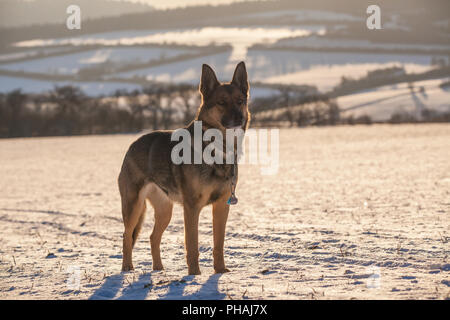 Deutscher Schäferhund im Winter Stockfoto