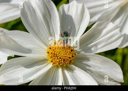 Grüne Flasche fliegen auf Cosmos Blume Stockfoto