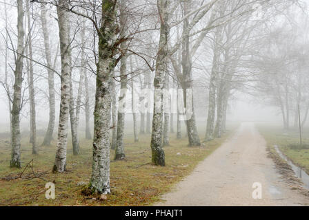 In einer nebligen Morgen, ein Wald von Birken. Nationalpark Peneda Geres, Portugal Stockfoto
