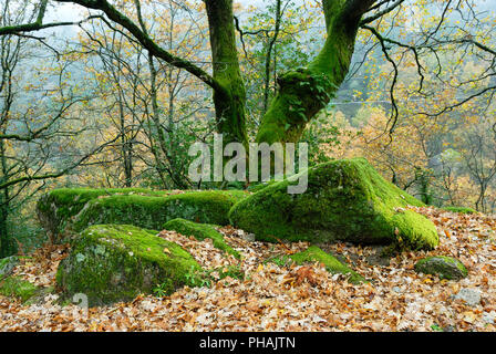 Nationalpark Peneda Geres, Portugal Stockfoto