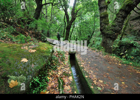 Wanderweg entlang des "Levada Velha', in der Mitte der Laurisilva Wald. UNESCO-Weltkulturerbe. Madeira, Portugal Stockfoto