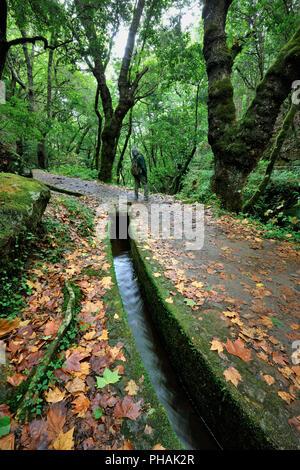 Wanderweg entlang des "Levada Velha', in der Mitte der Laurisilva Wald. UNESCO-Weltkulturerbe. Madeira, Portugal Stockfoto