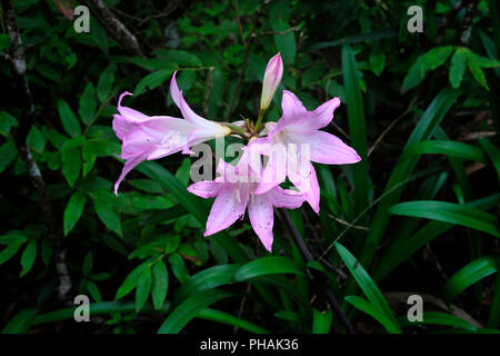 Blume am Wanderweg entlang des "Levada Velha', in der Mitte der Laurisilva Wald. UNESCO-Weltkulturerbe. Madeira, Portugal Stockfoto