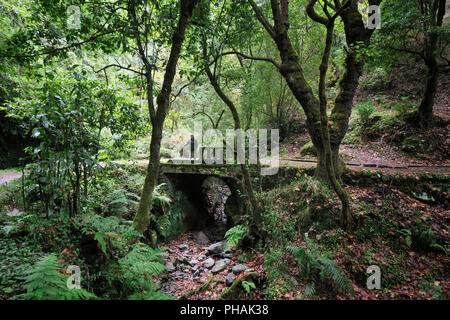 Wanderweg entlang des "Levada Velha', in der Mitte der Laurisilva Wald. UNESCO-Weltkulturerbe. Madeira, Portugal Stockfoto