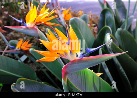 Strelitzia oder Bird Of Paradise. Quinta das Cruzes, Funchal. Die Insel Madeira, Portugal Stockfoto