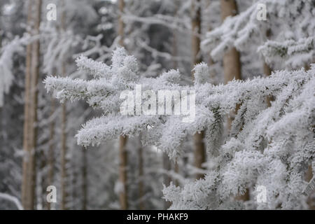 Raureif auf Zweige eines Nadelholz Baum Stockfoto