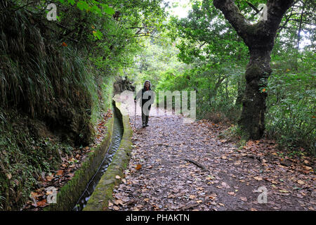 Wanderweg entlang des "Levada Velha', in der Mitte der Laurisilva Wald. UNESCO-Weltkulturerbe. Madeira, Portugal Stockfoto