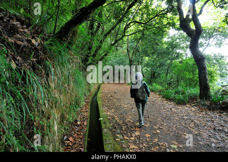 Wanderweg entlang des "Levada Velha', in der Mitte der Laurisilva Wald. UNESCO-Weltkulturerbe. Madeira, Portugal Stockfoto