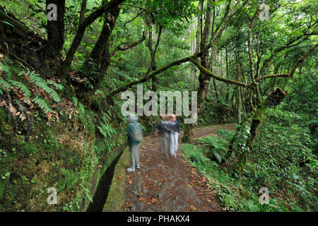 Wanderweg entlang des "Levada Velha', in der Mitte der Laurisilva Wald. UNESCO-Weltkulturerbe. Madeira, Portugal Stockfoto