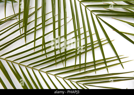 Niederlassungen von Palm Blätter vorgestellt Stockfoto
