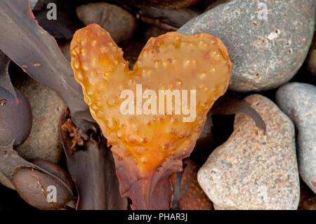 Herz geformte Blase Rack Stockfoto