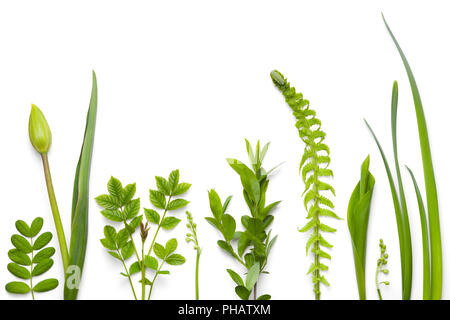 Grüne Pflanzen isoliert auf weißem Hintergrund Stockfoto