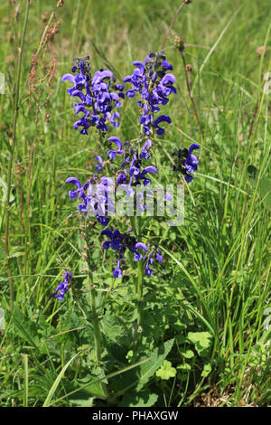 Wiese Sage, Salvia pratensis Stockfoto