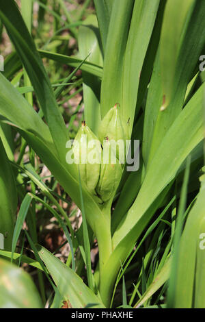 Herbst Crocus mit Blättern und seedvessels, Colchicum autumnale Stockfoto