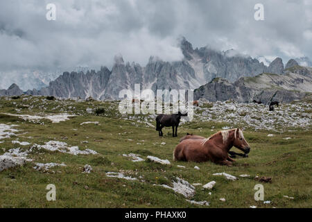 Wilde Pferde in einer grünen Wiese in den Dolomiten ruht, Dienstag, 14. August 2018, Tre Cime Nationalpark, Italien Stockfoto