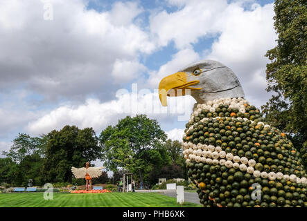 Erfurt, Deutschland. 31 Aug, 2018. Ein Weißkopfseeadler besteht aus Hunderten von kürbisse Im egapark Erfurt. Vom 02. September bis 31. Oktober 2018 der Kürbis Kunstwerke können auf der Philippswiese gesehen werden. In diesem Jahr, mehr als 20.000 Kürbisse werden verwendet, um zu zahlen auf das Thema 'Fliegen' erstellen. Foto: Jens Kalaene/dpa-Zentralbild/dpa/Alamy leben Nachrichten Stockfoto