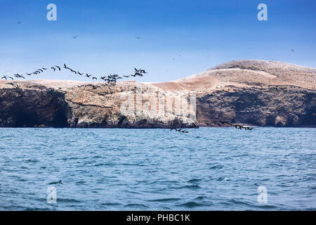 Insel und Schwarm Vögel Stockfoto