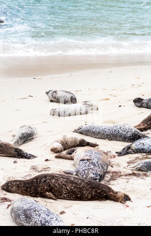 Seehunde (Phoca vitulina) Lounging im Casa Strand, auch das Kinderbecken, in La Jolla Kalifornien bekannt Stockfoto