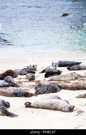 Seehunde (Phoca vitulina) Lounging im Casa Strand, auch das Kinderbecken, in La Jolla Kalifornien bekannt Stockfoto