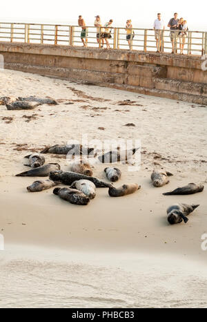 Touristen betrachten Seehunde in der Casa Strand, auch das Kinderbecken, in La Jolla Kalifornien bekannt Stockfoto