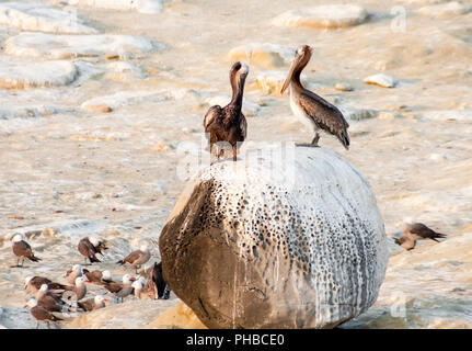 Braune Pelikane (Pelecanus occidentalis) auf einem Felsen in La Jolla, Kalifornien gehockt Stockfoto