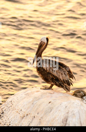 Der Braunpelikan (Pelecanus occidentalis) auf einem Felsen direkt am Meer bei Sonnenuntergang in La Jolla, Kalifornien gehockt Stockfoto