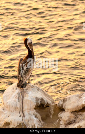Der Braunpelikan (Pelecanus occidentalis) auf einem Felsen direkt am Meer bei Sonnenuntergang in La Jolla, Kalifornien gehockt Stockfoto