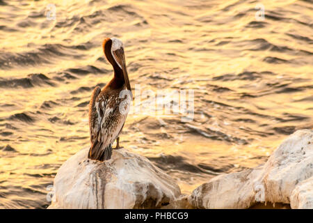 Der Braunpelikan (Pelecanus occidentalis) auf einem Felsen direkt am Meer bei Sonnenuntergang in La Jolla, Kalifornien gehockt Stockfoto