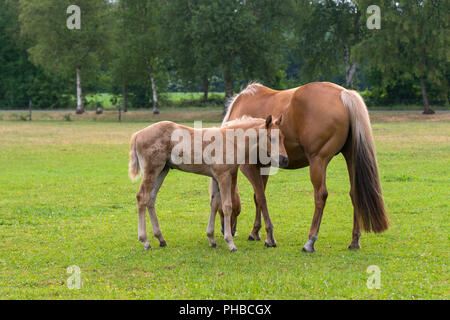 Quarter Horse Stute mit Fohlen Stockfoto