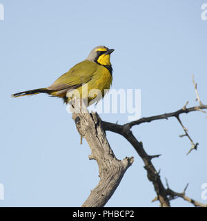 Bokmakierie, Addo Elephant National Park Stockfoto