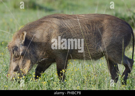 Gemeinsame Warzenschwein, Addo Elephant National Park Stockfoto