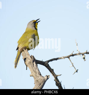 Bokmakierie, Addo Elephant National Park Stockfoto