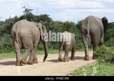 Afrikanischen Busch Elefanten Familie, Addo Elephant National Park Stockfoto