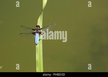 Breite bodied Chaser, männlich, Libellula depressa Stockfoto