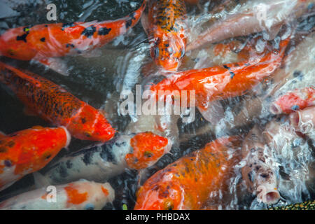 Fisch Karpfen im Teich Stockfoto