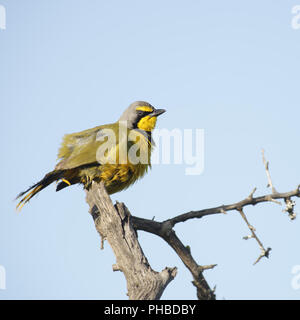 Bokmakierie, Addo Elephant National Park Stockfoto