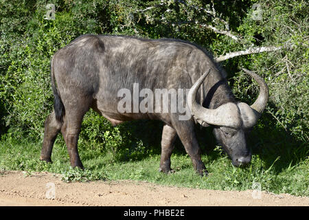 Afrikanische Büffel, Addo Elephant National Park Stockfoto