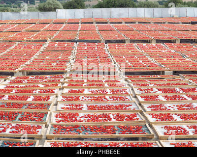 Die Herstellung von "Pummaroru Siccu", traditionelle sonnengetrocknete Tomate sehr populäre und traditionelle in Sizilien und Italien. Stockfoto