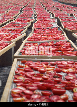 Die Herstellung von "Pummaroru Siccu", traditionelle sonnengetrocknete Tomate sehr populäre und traditionelle in Sizilien und Italien. Stockfoto