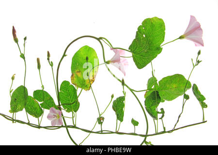 Ackerwinde (Convolvulus Arvensis) Stockfoto