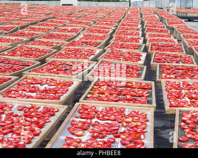 Die Herstellung von "Pummaroru Siccu", traditionelle sonnengetrocknete Tomate sehr populäre und traditionelle in Sizilien und Italien. Stockfoto