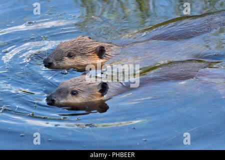 Zwei Erwachsene Biber „Castor canadenis“, die im Wasser ihres Biberteiches im ländlichen Alberta, Kanada, Seite an Seite schwimmen Stockfoto