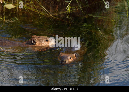 Zwei Biber "Castor canadenis'; schwimmen im Wasser der thier Beaver Pond in ländlichen Alberta Kanada Stockfoto