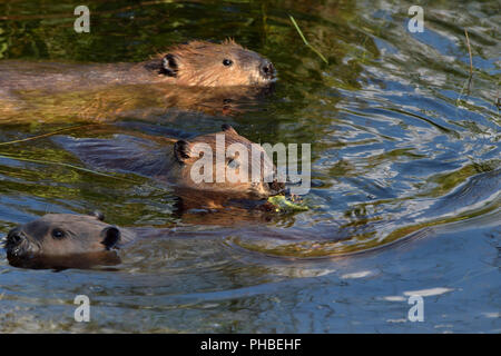 Drei Biber 'Castor canadenis'; schwimmen und füttern im Wasser ihres Biberteiches im ländlichen Alberta, Kanada Stockfoto