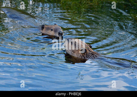 Zwei Biber (Castor canandsis) treffen, wie sie in der Biber Teich an Maxwell Lake in der Nähe von Hinton schwimmen Stockfoto