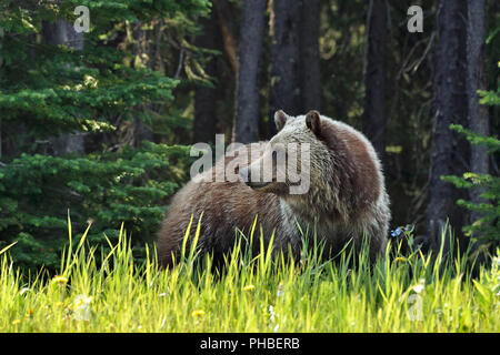 Ein Grizzly Bär (Ursus arctos); das Stehen wieder über seine Schulter in ländlichen Alberta Kanada Stockfoto