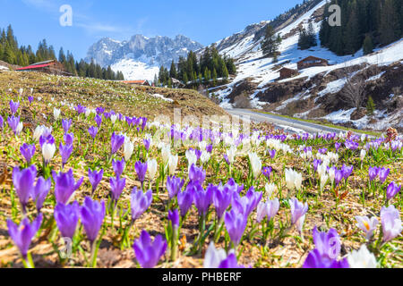 Blühende Krokusse in Partnun, Prattigau Tal, Bezirk von Prattigau/Davos, Kanton Graubünden, Schweiz, Europa Stockfoto