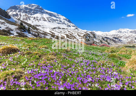 Blüte der violette crocus Nivea am Julierpass, Parc Ela, Region Albula, Kanton Graubünden, Schweiz, Europa Stockfoto