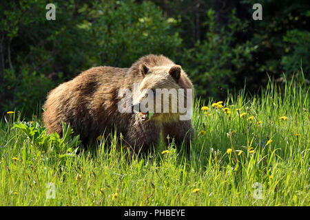 Ein Grizzly Bär (Ursus arctos), beim Füttern auf Grün dandilyon Blätter in ländlichen Alberta, Kanada. Stockfoto