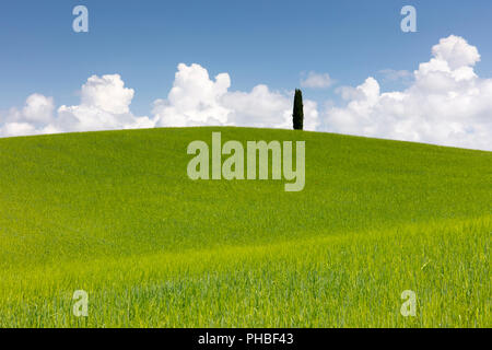 Grüne Felder, Zypressen und blauer Himmel im Val d'Orcia, UNESCO-Weltkulturerbe, Toskana, Italien, Europa Stockfoto